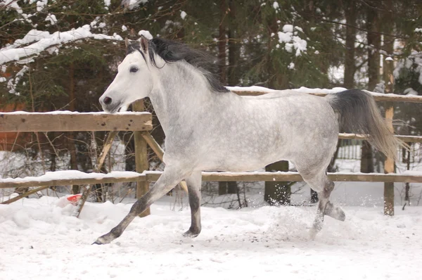 Galope de corrida de cavalos na neve — Fotografia de Stock