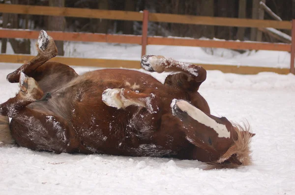 stock image Orse roll from one side to the other