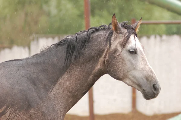 Ritratto di cavallo arabo — Foto Stock