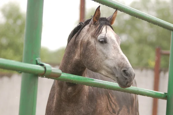 Retrato de cavalo árabe — Fotografia de Stock