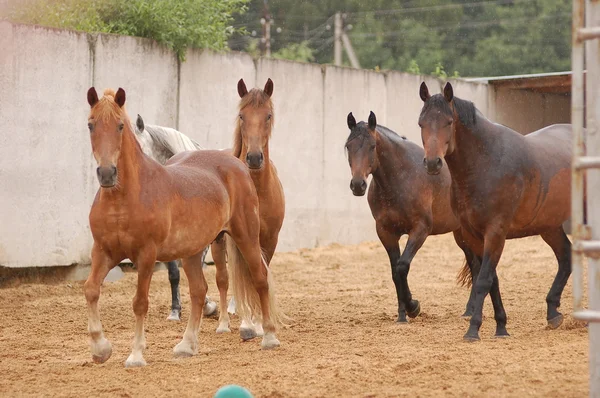 Cavalos e rebanho em um prado — Fotografia de Stock