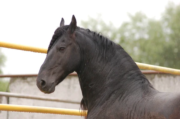 Portrait of moving friesian stallion — Stock Photo, Image