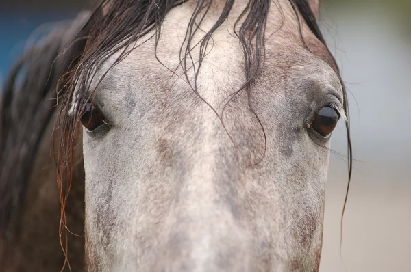 Gros plan d'un oeil de cheval — Photo