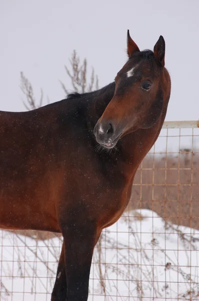 Zimní portrét koně — Stock fotografie