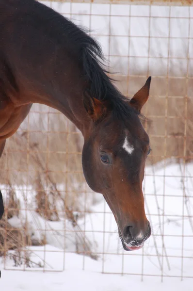 Зимний портрет лошади — стоковое фото