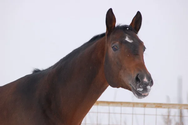 馬の冬のポートレート — ストック写真