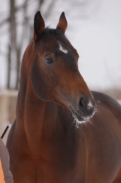 Cavallo ritratto invernale — Foto Stock