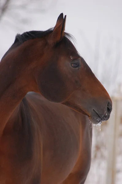 馬の冬のポートレート — ストック写真