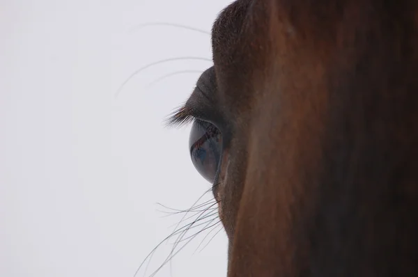 Perfil de horse face close up — Fotografia de Stock