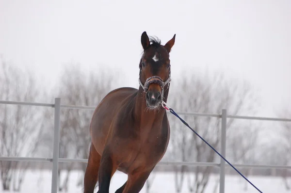 Retrato de inverno de cavalo — Fotografia de Stock