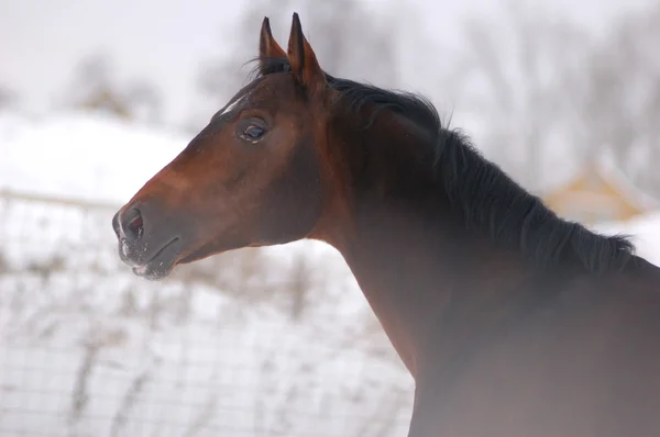 Кінь зимових портрет — стокове фото