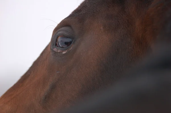 Perfil de horse 's face close up — Fotografia de Stock