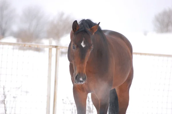 Zimní portrét koně — Stock fotografie