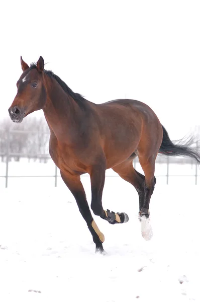 Bay häst i rörelse — Stockfoto