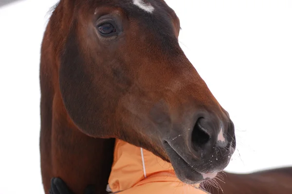 Лошадь и человеческий крупный план — стоковое фото