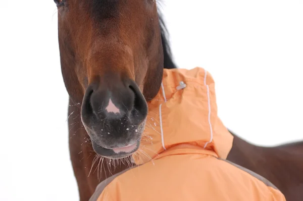 Ló és emberi Vértes — Stock Fotó