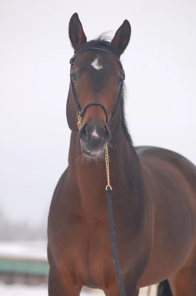 Häst vintern porträtt — Stockfoto