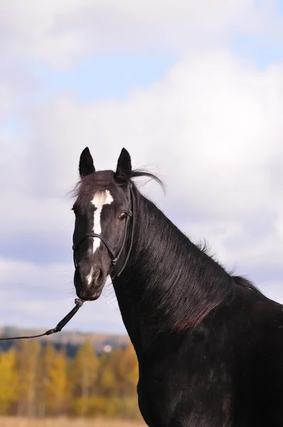 Un portrait de cheval noir — Photo