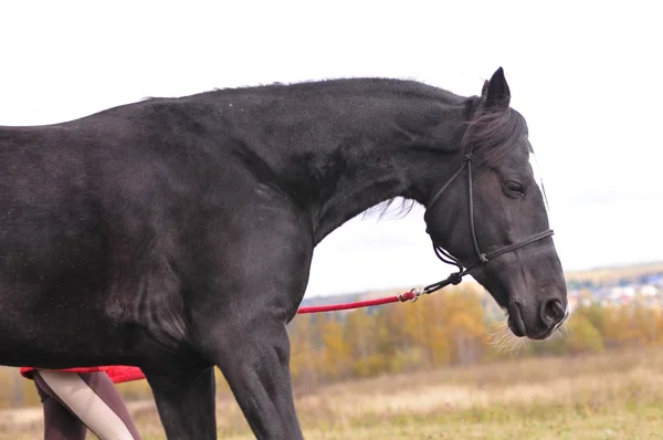 Portrét černého koně — Stock fotografie