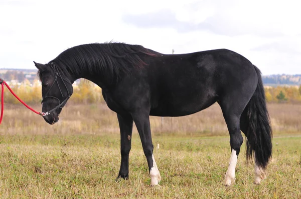 Портрет черной лошади — стоковое фото