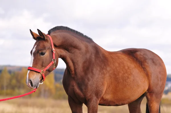 Un retrato de caballo de laurel — Foto de Stock