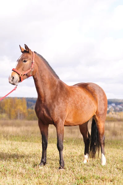 Een portret van baai paard — Stockfoto