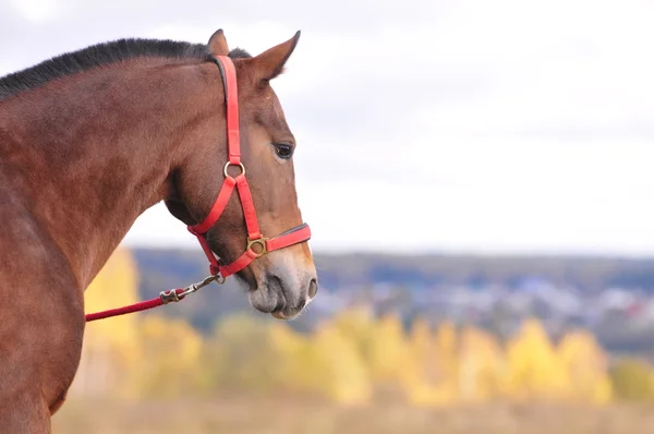 Porträt eines braunen Pferdes — Stockfoto