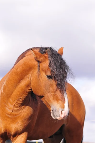 Портрет коня затоки — стокове фото