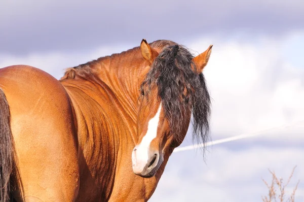Ritratto di cavallo alloro — Foto Stock
