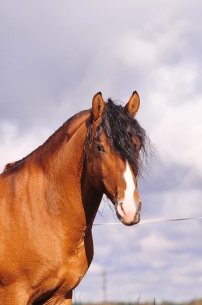 Portrait de cheval de baie — Photo