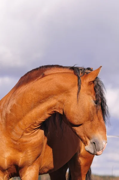 Portret bay Horse — Zdjęcie stockowe