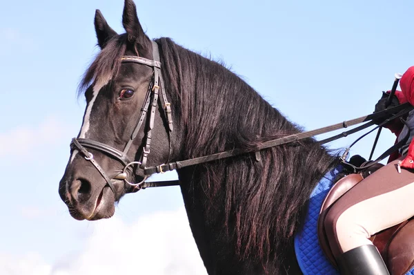 Um retrato de cavalo preto — Fotografia de Stock