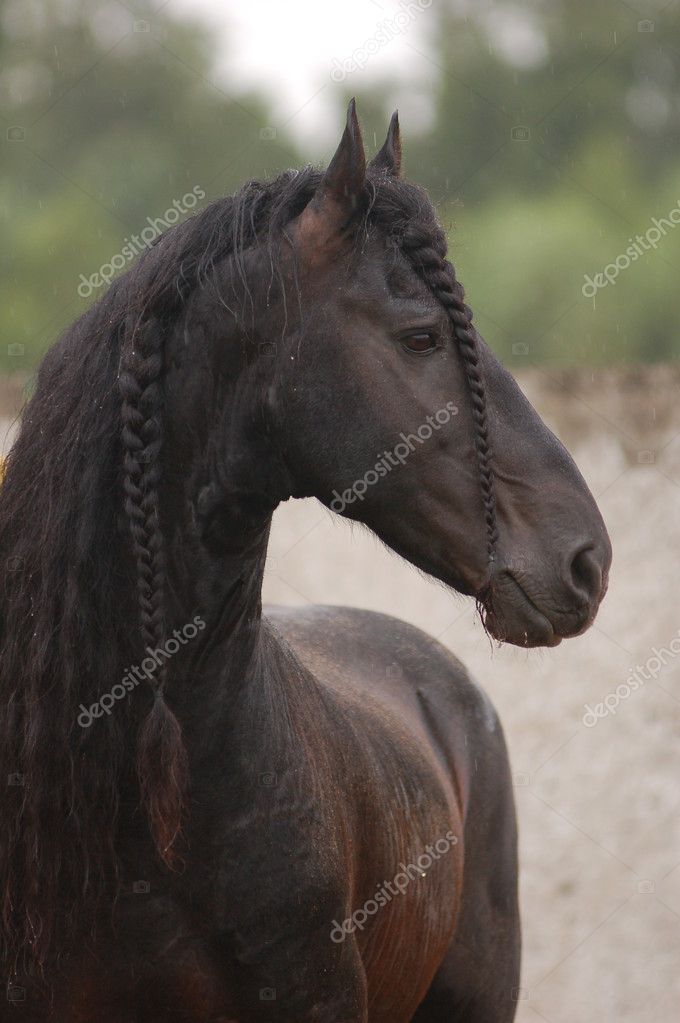 Portrait of friesian stallion — Stock Photo © Olenka #2491112