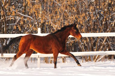 defne at dörtnala