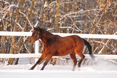 defne at dörtnala