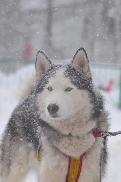 Husky in sneeuw — Stockfoto