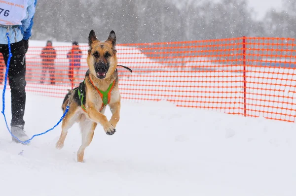 Campeonato de perros de trineo —  Fotos de Stock