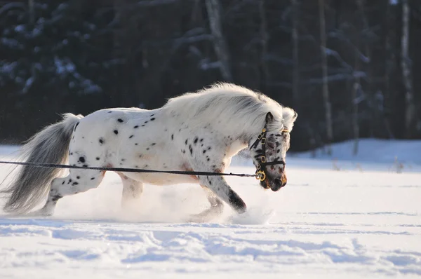 Apaloosa pony stallion — Stock Photo, Image