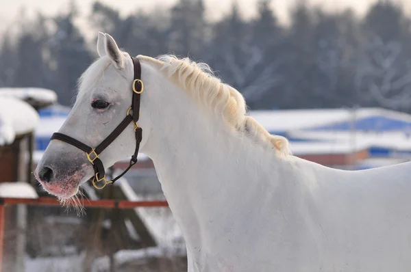 Vita hästen — Stockfoto