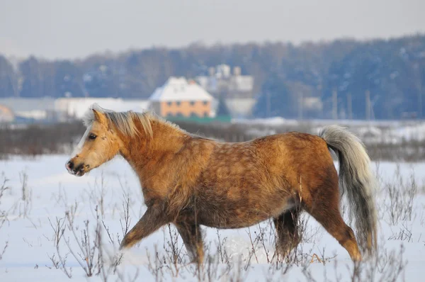 stock image Welsh pony