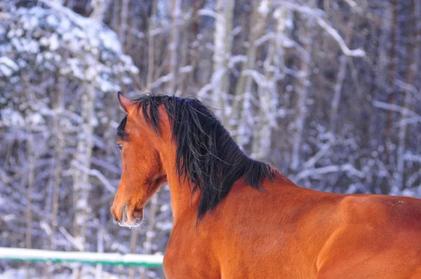 Bay arab horse — Stock Photo, Image