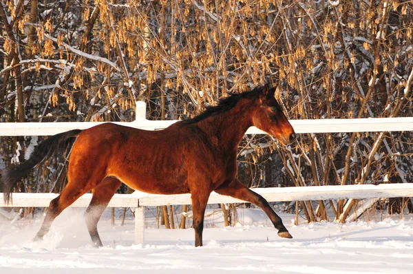 Bay horse galloping — Stock Photo, Image