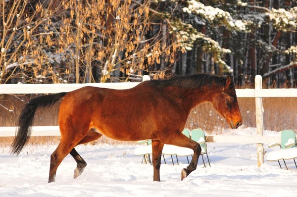 Bay horse galopperen — Stockfoto