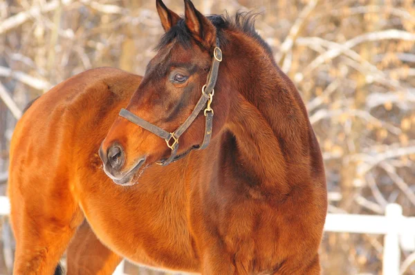 Baai paard — Stockfoto
