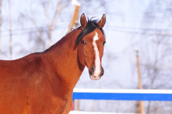 Арабский конь — стоковое фото