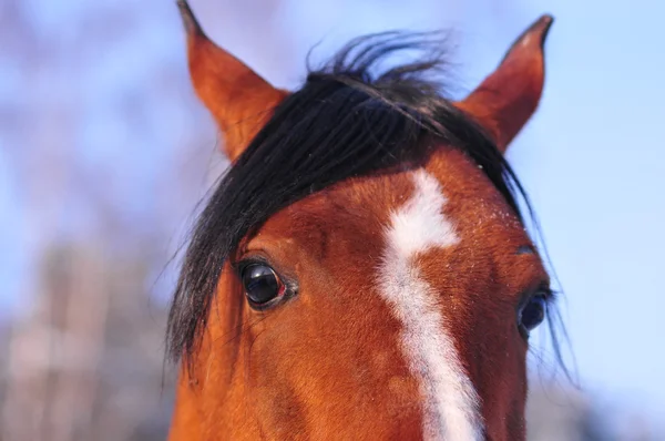 湾のアラブ馬 — ストック写真