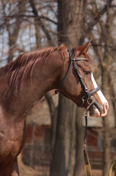 Арабская лошадь — стоковое фото