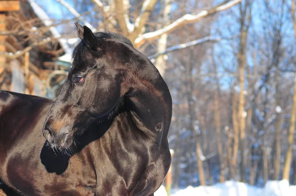 Gyönyörű fekete ló portréja — Stock Fotó