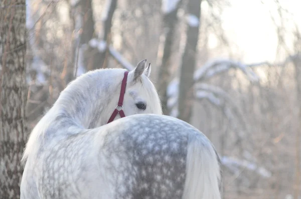 Retrato de cavalo branco na floresta de inverno — Fotografia de Stock