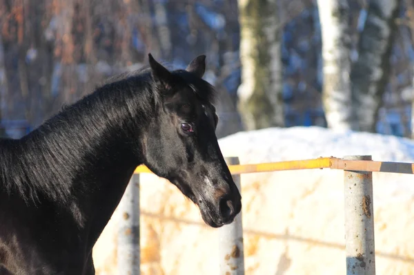 Retrato de hermoso caballo negro — Foto de Stock